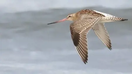 طائر "البُقْوَيْقَة" يدخل غينيس بأطول مدة طيران! طائر "البُقْوَيْقَة" يدخل غينيس بأطول مدة طيران!