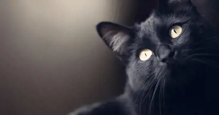 بالفيديو: خوفاً من العدوى.. قطة مريضة تستنفر السلطات اليابانية  بالفيديو: خوفاً من العدوى.. قطة مريضة تستنفر السلطات اليابانية