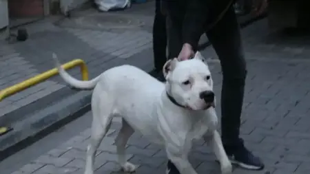 تغريم مواطن تركي عقب تجوله مع كلب "بيتبول" المحظور بدون كمامة تغريم مواطن تركي عقب تجوله مع كلب "بيتبول" المحظور بدون كمامة