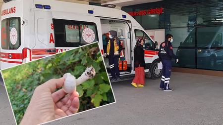 تسمم 23 شخصاً بعد تناولهم الفطر في هذه الولاية التركية