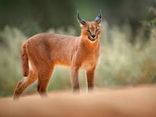 توثيق الوشق الصحراوي للمرة الثامنة في تاريخ تركيا