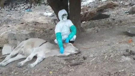 عاجل :ولاية تركية تفرض حجر صحي على مزرعة بعد الاشتباه بإصابتها بداء الكلب عاجل :ولاية تركية تفرض حجر صحي على مزرعة بعد الاشتباه بإصابتها بداء الكلب