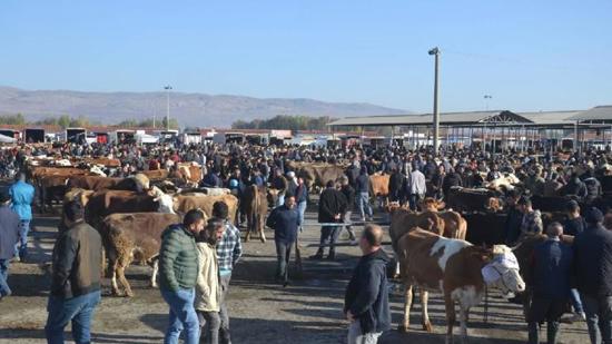 إعادة فتح سوق المواشي في Şarkışla بعد 6 أشهر من الإغلاق