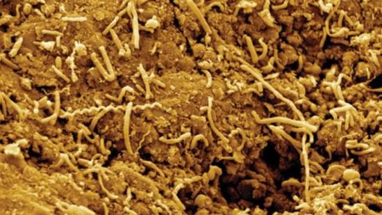 الحياة تحت القشرة الأرضية تبدأ بالتحرك نحو السطح