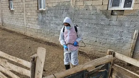 فرص حجر صحي ضد الحمى القلاعية في بيتليس فرص حجر صحي ضد الحمى القلاعية في بيتليس