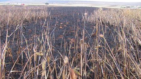 حرق 52 فداناً من الحقول المزروعة في غازي عنتاب