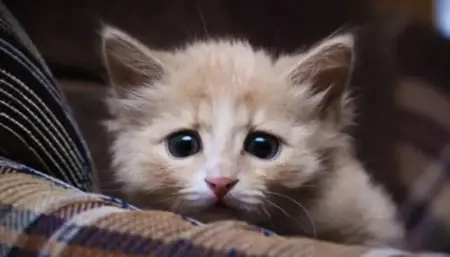 صادم: حارس أمن يعذب قطة حتى الموت في اسطنبول صادم: حارس أمن يعذب قطة حتى الموت في اسطنبول