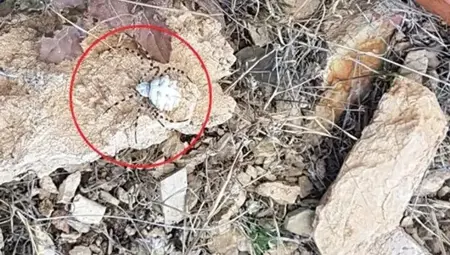 أكثر العناكب السامة في العالم تظهر في ملاطية التركية