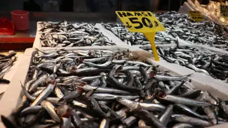 وفرة الهامسي تملأ أسواق البحر الأسود