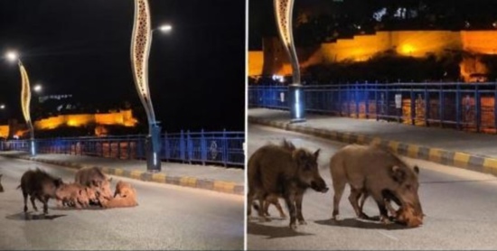 الخنازير البرية تثير القلق في المنتجعات السياحية التركية