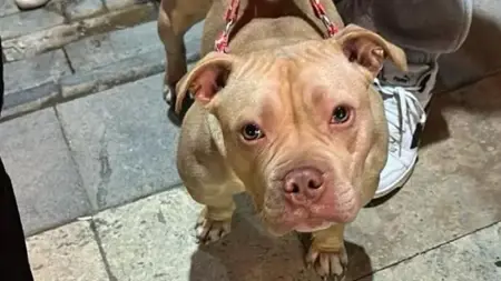 تغريم مواطن تركي كان يقوم بنزهة مع كلب من سلالة محظورة تغريم مواطن تركي كان يقوم بنزهة مع كلب من سلالة محظورة