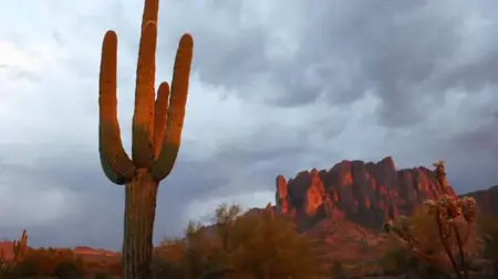 نبات الصبار يموت عطشًا من شدة ارتفاع درجات الحرارة في الولايات المتحدة نبات الصبار يموت عطشًا من شدة ارتفاع درجات الحرارة في الولايات المتحدة