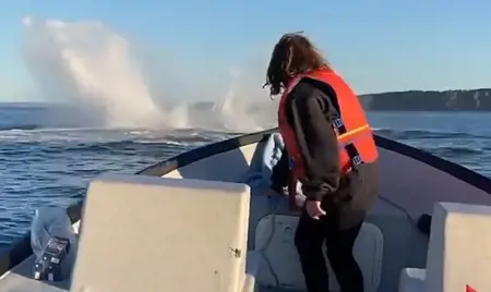 في حدث نادر الحدوث.. حوت يخترق قارباً ويقتل صاحبه