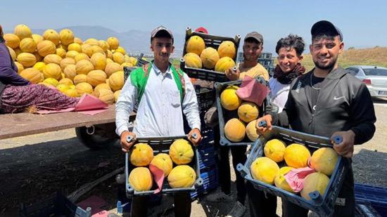 انطلاق موسم حصاد البطيخ الأصفر في هاتاي التركية بسعر 22 ليرة للكيلو