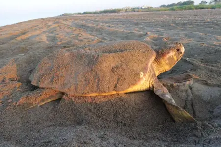 تركيا تفرض غرامة باهظة على من يطعم السلاحف البحرية تركيا تفرض غرامة باهظة على من يطعم السلاحف البحرية