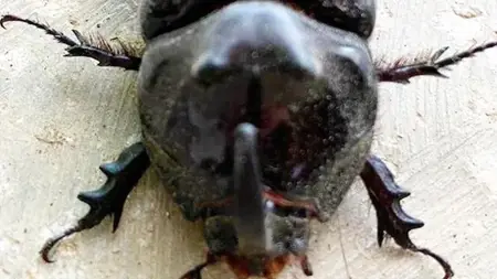 العثور على حشرة نادر جدًا ولها ميزة رائعة في مانيسا  العثور على حشرة نادر جدًا ولها ميزة رائعة في مانيسا