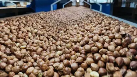 صادرات البندق في تركيا تحقق إيرادات عالية خلال 4 أشهر صادرات البندق في تركيا تحقق إيرادات عالية خلال 4 أشهر