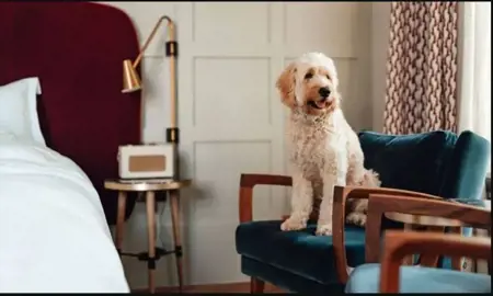 مديرها كلب.. أسرة بريطانية ثرية تعرض "وظيفة الأحلام" بمزايا استثنائية 