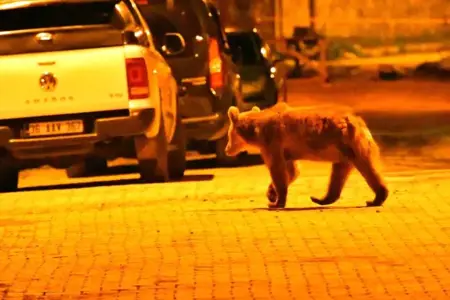 الجوع يُخرج الدببة البنية في تركيا من مخابئها  الجوع يُخرج الدببة البنية في تركيا من مخابئها