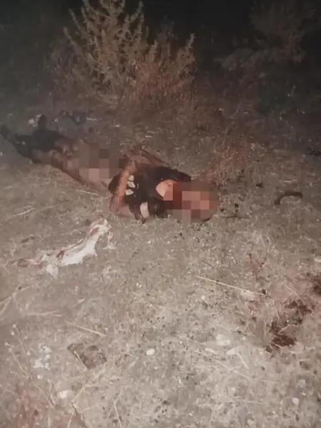 مصرع شاب تركي عقب هجوم وحشي من 9 كلاب ضالة في منطقة الفاتح باسطنبول مصرع شاب تركي عقب هجوم وحشي من 9 كلاب ضالة في منطقة الفاتح باسطنبول