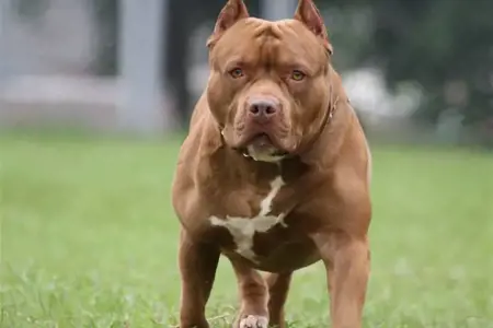 كلب بيتبول يهاجم شخصا في اسطنبول كلب بيتبول يهاجم شخصا في اسطنبول