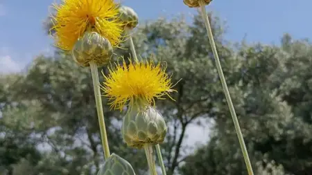 في تركيا..غرامة باهظة لمن يقطف هذه الزهرة النادرة في تركيا..غرامة باهظة لمن يقطف هذه الزهرة النادرة