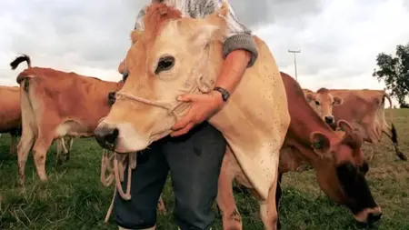 الدنمارك تستعد لفرض ضريبة على الغازات الدفيئة المنبعثة من الماشية الدنمارك تستعد لفرض ضريبة على الغازات الدفيئة المنبعثة من الماشية