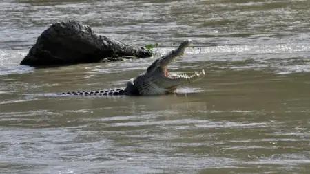 مصرع امرأة بعد تعرضها لهجوم من تمساح في الولايات المتحدة مصرع امرأة بعد تعرضها لهجوم من تمساح في الولايات المتحدة