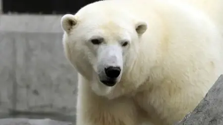 دب قطبي غاضب يقتل امرأة وطفل في الولايات المتحدة دب قطبي غاضب يقتل امرأة وطفل في الولايات المتحدة