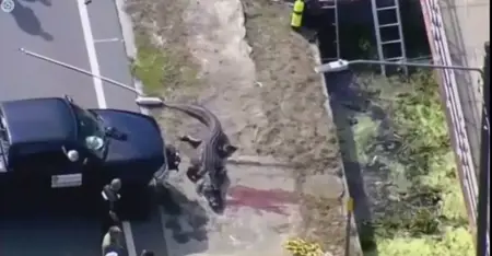 مشهد صادم.. العثور على تمساح في فمه بقايا جثة بشرية مشهد صادم.. العثور على تمساح في فمه بقايا جثة بشرية