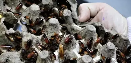 الصراصير تجلب المال في تركيا.. ما القصة؟ الصراصير تجلب المال في تركيا.. ما القصة؟