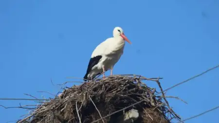 بسبب ارتفاع الحرارة.. طيور اللقلق تبدأ بالعودة إلى أعشاشها  مبكرًا بسبب ارتفاع الحرارة.. طيور اللقلق تبدأ بالعودة إلى أعشاشها  مبكرًا