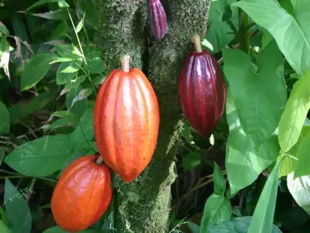 فيروس يهدد أصل الشوكولاته في العالم فيروس يهدد أصل الشوكولاته في العالم