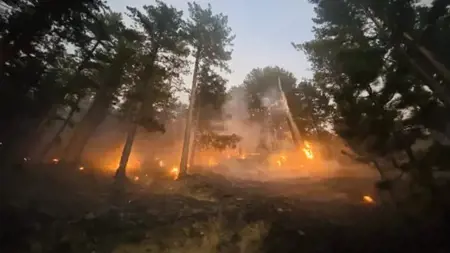 نصف حرائق الغابات في تركيا سببها الإهمال وعدم الانتباه  نصف حرائق الغابات في تركيا سببها الإهمال وعدم الانتباه