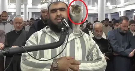 في مشهد طريف.. قطة تعتلي كتف الإمام أثناء صلاة التراويح في مسجد بالجزائر في مشهد طريف.. قطة تعتلي كتف الإمام أثناء صلاة التراويح في مسجد بالجزائر