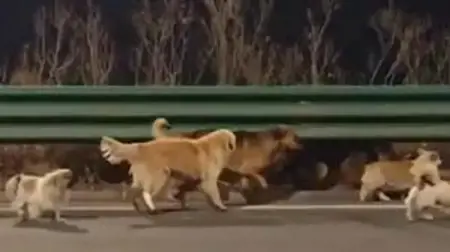 هجوم كلاب ضالة ينتهي بمأساة.. وفاة طفل 5 سنوات