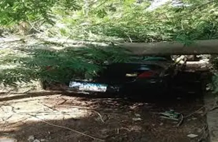 شجرة مقطوعة تسقط على سيارة.. وفاة وإصابه2