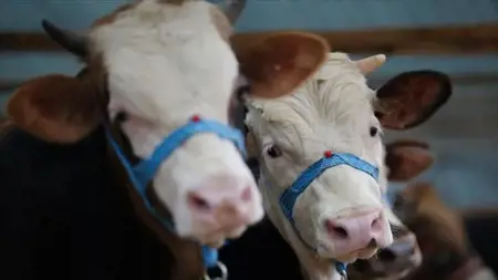 فرض حجر صحي في بعض القرى والأحياء في سيواس فرض حجر صحي في بعض القرى والأحياء في سيواس