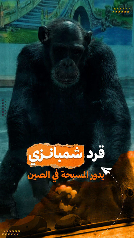 بالفيديو: «كأنه حكيم يتأمل».. شمبانزي يذهل الزوار في الصين بمهارته في تدوير المسبحة