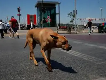 رعب يتجدد بسبب الكلاب الضالة..هذه المرة في ولاية هاتاي التركية رعب يتجدد بسبب الكلاب الضالة..هذه المرة في ولاية هاتاي التركية