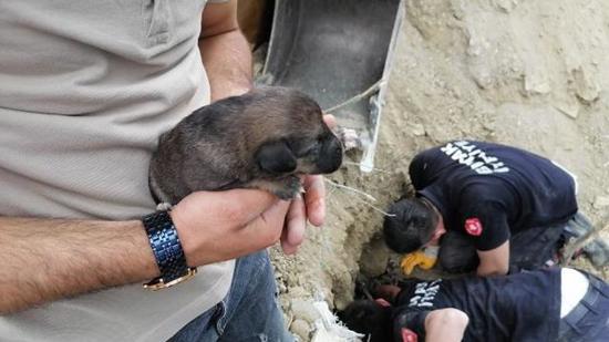 رجال الإطفاء الأتراك ينقذون 7 كلاب في بوردور