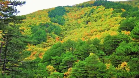 عاجل:حظر الدخول إلى مناطق الغابات في مدينة تشاناكالي التركية عاجل:حظر الدخول إلى مناطق الغابات في مدينة تشاناكالي التركية