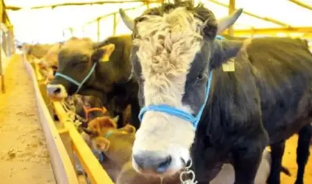 اتحاد الجزارين التركي يكشف متوسط أسعار الأضاحي اتحاد الجزارين التركي يكشف متوسط أسعار الأضاحي