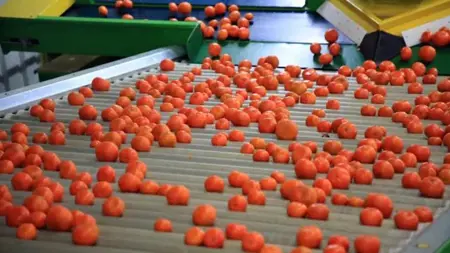 صاردات تركيا من الحمضيات تحقق مكاسب كبيرة خلال العام الماضي