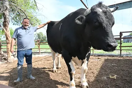 ثور يزن 1.2 طن ينتظر مشتريه بولاية عثمانية جنوب تركيا