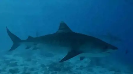 هل تحدث هجمات لسمك القرش في تركيا على غرار مصر؟.. خبير يكشف