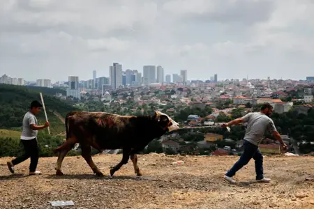 أضحية هاربة طلية ٢٢ يوما تعود لصاحبها شرقي تركيا