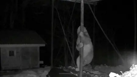 دب جائع يحاول الوصول لخلايا نحل في ريزه