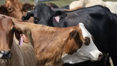 الصين تنجح في استنساخ ثلاث "أبقار خارقة '' ذات إنتاجية عالية الصين تنجح في استنساخ ثلاث "أبقار خارقة '' ذات إنتاجية عالية