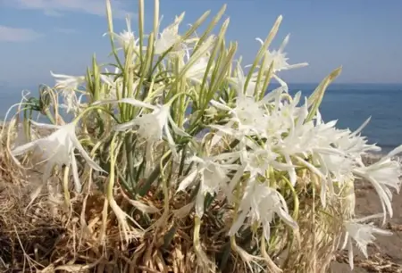 غرامة لمن يقطف زهرة نادرة في تركيا  غرامة لمن يقطف زهرة نادرة في تركيا